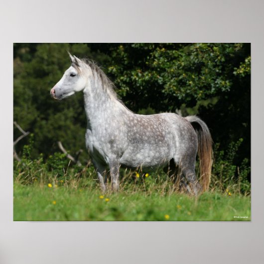 Bob Langrish | Dapple Gray Welsh Pony Standing Poster (Voorkant)