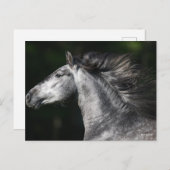 Bob Langrish | Dapple Grey Andalucian headshot Briefkaart (Voorkant / Achterkant)