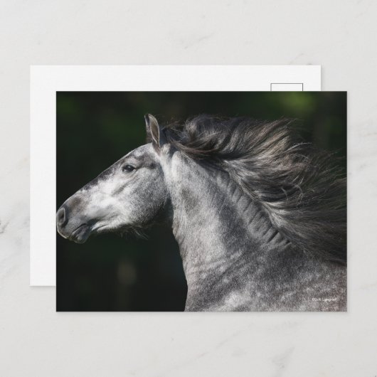 Bob Langrish | Dapple Grey Andalucian headshot Briefkaart (Voorkant / Achterkant)