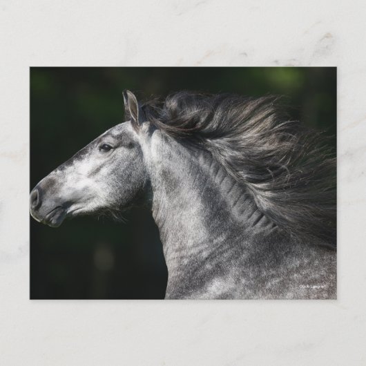 Bob Langrish | Dapple Grey Andalucian headshot Briefkaart (Voorkant)