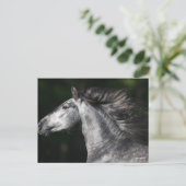 Bob Langrish | Dapple Grey Andalucian headshot Briefkaart (Staand voorkant)