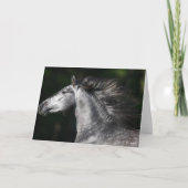 Bob Langrish | Dapple Grey Andalucian headshot Kaart (Voorkant)