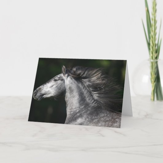 Bob Langrish | Dapple Grey Andalucian headshot Kaart (Voorkant)