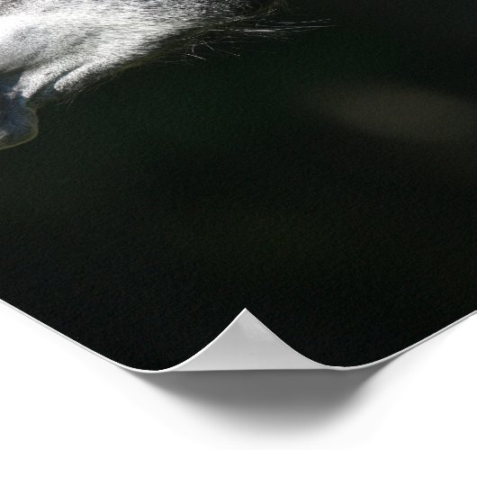 Bob Langrish | Dapple Grey Andalucian headshot Poster (Hoek)