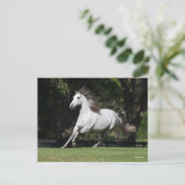 Bob Langrish | Dapple Grey Andalucian Running Briefkaart (Staand voorkant)