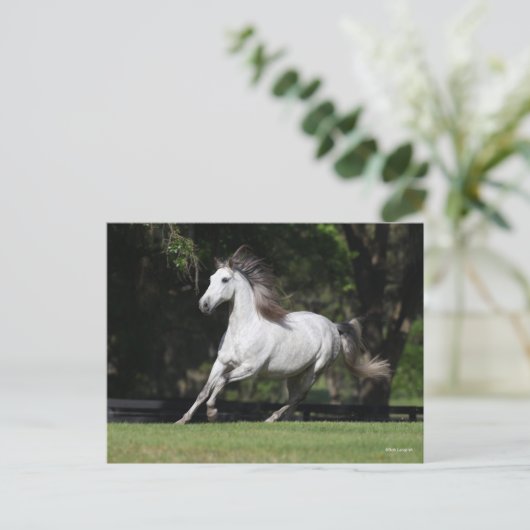 Bob Langrish | Dapple Grey Andalucian Running Briefkaart (Staand voorkant)