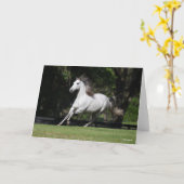 Bob Langrish | Dapple Grey Andalucian Running Kaart (Gele Bloem)