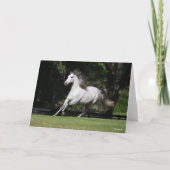 Bob Langrish | Dapple Grey Andalucian Running Kaart (Voorkant)