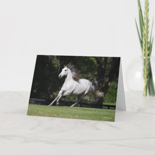 Bob Langrish | Dapple Grey Andalucian Running Kaart (Voorkant)