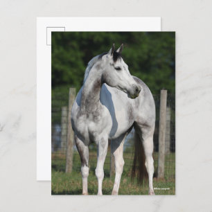 Bob Langrish Dapple Grey Quarter Horse Briefkaart
