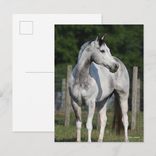 Bob Langrish | Dapple Grey Quarter Horse Briefkaart (Voorkant / Achterkant)