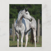 Bob Langrish | Dapple Grey Quarter Horse Briefkaart (Voorkant)