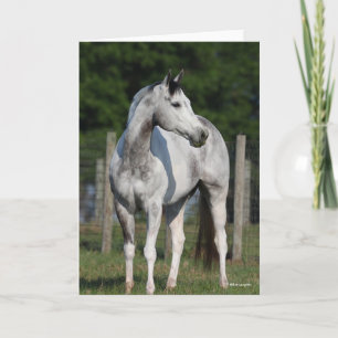 Bob Langrish Dapple Grey Quarter Horse Kaart