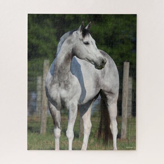 Bob Langrish | Dapple Grey Quarter Horse Legpuzzel (Verticaal)