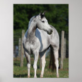 Bob Langrish | Dapple Grey Quarter Horse Poster (Voorkant)