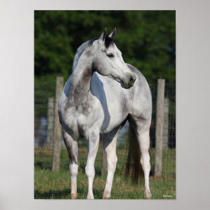 Bob Langrish Dapple Grey Quarter Horse Poster