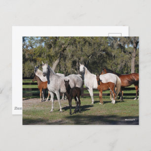 Bob Langrish De Arabische Mares en de Foalen Briefkaart