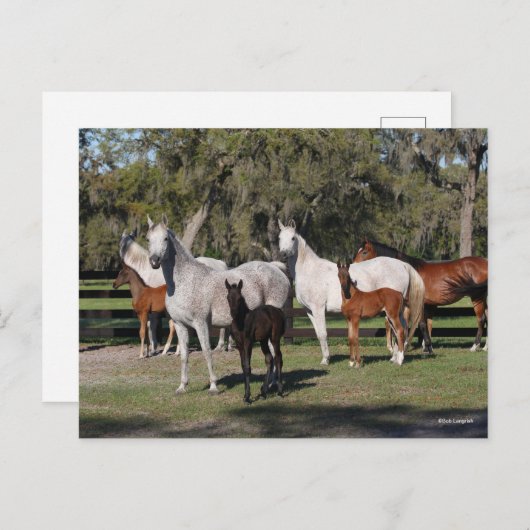 Bob Langrish | De Arabische Mares en de Foalen Briefkaart (Voorkant / Achterkant)