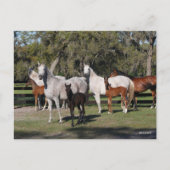Bob Langrish | De Arabische Mares en de Foalen Briefkaart (Voorkant)