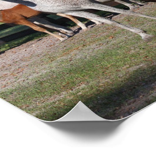 Bob Langrish | De Arabische Mares en de Foalen Poster (Hoek)