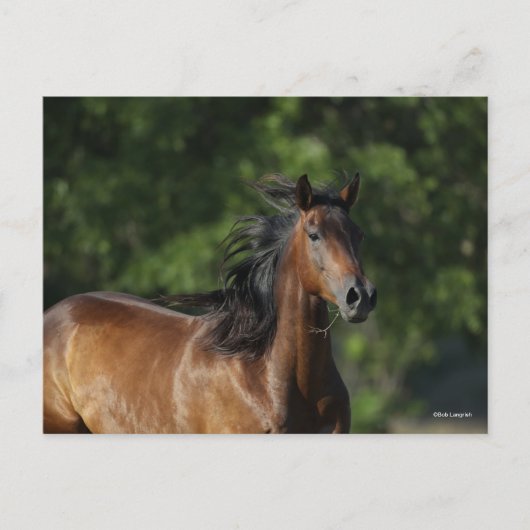 Bob Langrish | Donkere baasje voor kwart paard Briefkaart (Voorkant)