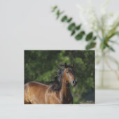 Bob Langrish | Donkere baasje voor kwart paard Briefkaart (Staand voorkant)