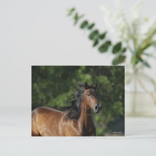 Bob Langrish | Donkere baasje voor kwart paard Briefkaart (Staand voorkant)