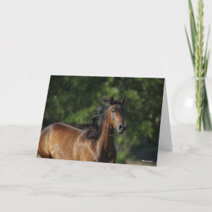 Bob Langrish   Donkere baasje voor kwart paard Kaart