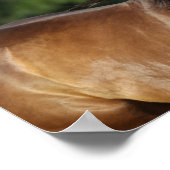 Bob Langrish | Donkere baasje voor kwart paard Poster (Hoek)