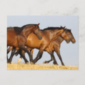 Bob Langrish | Drie Andalucian Mares aan het werk Briefkaart (Voorkant)