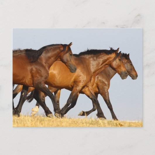 Bob Langrish | Drie Andalucian Mares aan het werk Briefkaart (Voorkant)