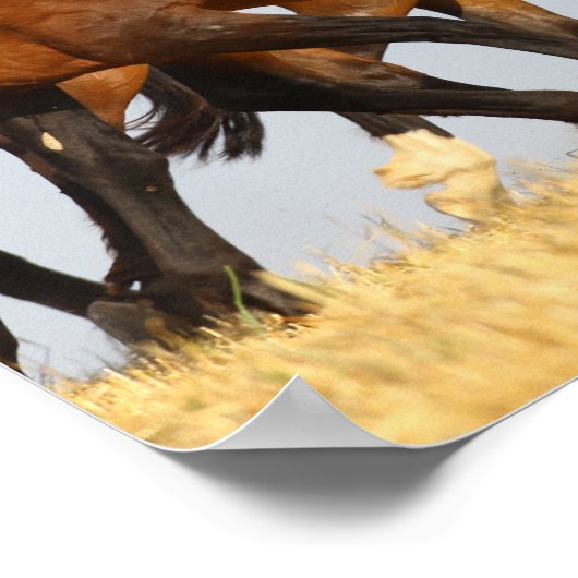 Bob Langrish | Drie Andalucian Mares aan het werk Poster (Hoek)