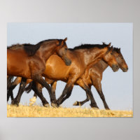 Bob Langrish | Drie Andalucian Mares aan het werk