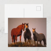 Bob Langrish | Drie Arabieren staan op zonsonderga Briefkaart (Voorkant / Achterkant)