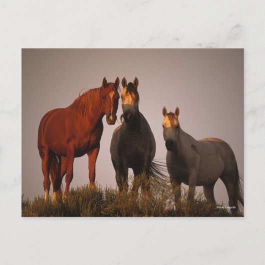 Bob Langrish | Drie Arabieren staan op zonsonderga Briefkaart (Voorkant)