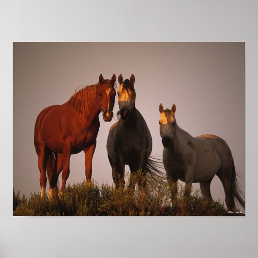 Bob Langrish | Drie Arabieren staan op zonsonderga Poster (Voorkant)