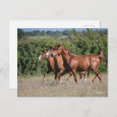 Bob Langrish | Drie Arabische kastanjepaarden Briefkaart (Voorkant / Achterkant)