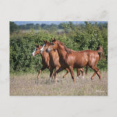 Bob Langrish | Drie Arabische kastanjepaarden Briefkaart (Voorkant)