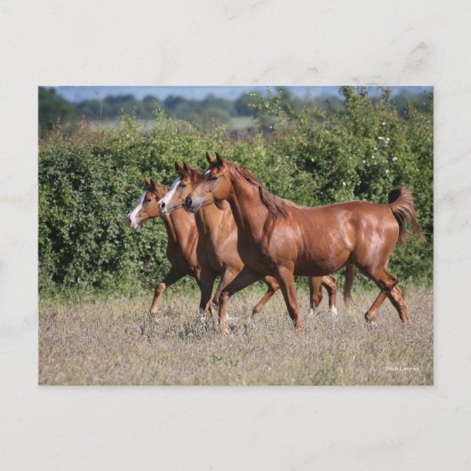 Bob Langrish | Drie Arabische kastanjepaarden Briefkaart (Voorkant)