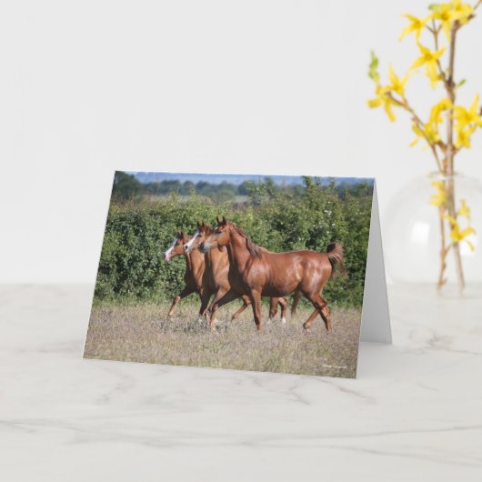 Bob Langrish | Drie Arabische kastanjepaarden Kaart (Gele Bloem)
