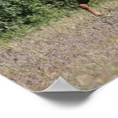 Bob Langrish | Drie Arabische kastanjepaarden Poster (Hoek)