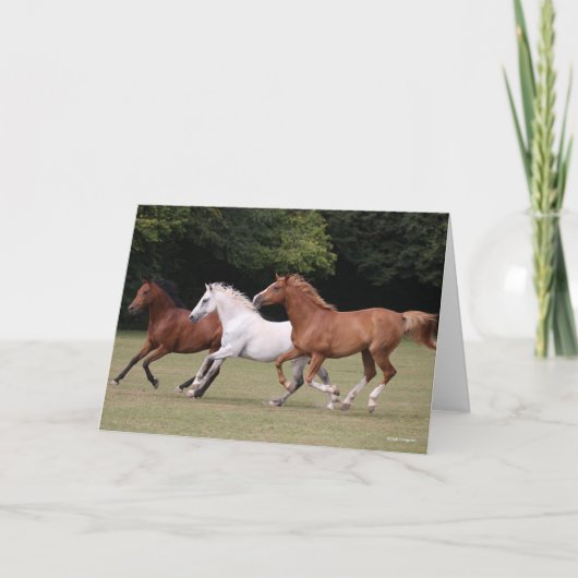 Bob Langrish | Drie Arabische paarden die samenlev Kaart (Voorkant)