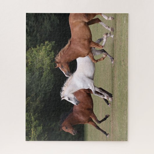 Bob Langrish | Drie Arabische paarden die samenlev Legpuzzel (Verticaal)