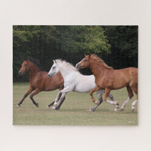 Bob Langrish Drie Arabische paarden die samenlev Legpuzzel