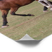 Bob Langrish | Drie Arabische paarden die samenlev Poster (Hoek)