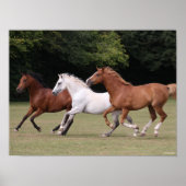 Bob Langrish | Drie Arabische paarden die samenlev Poster (Voorkant)
