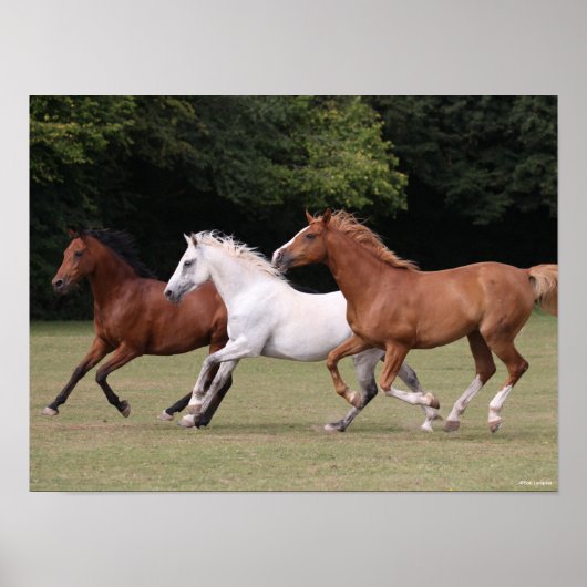 Bob Langrish | Drie Arabische paarden die samenlev Poster (Voorkant)