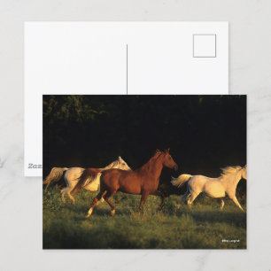 Bob Langrish Drie Arabs die 's avonds licht rondre Briefkaart