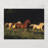 Bob Langrish Drie Arabs die 's avonds licht rondre Briefkaart (Voorkant)