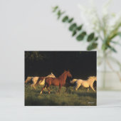 Bob Langrish Drie Arabs die 's avonds licht rondre Briefkaart (Staand voorkant)